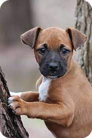 Natchitoches La Boxer Black Mouth Cur Mix Meet Cara Mello A Puppy For Adoption Boxer Puppies For Adoption Puppy Adoption Boxer Puppies