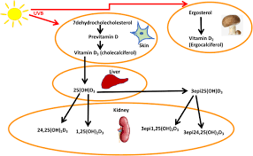 Vitamin D3 Metabolite Ratio As An Indicator Of Vitamin D Status And Its Association With Diabetes Complications Bmc Endocrine Disorders Full Text