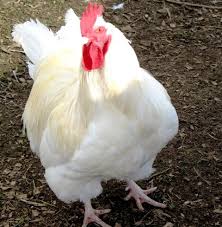 The white orpington of today holds its high position in the poultry field, clearly on its merits. White Orpington