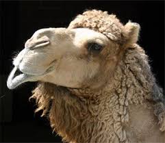 Why does camel spit hurt? Camels Behind The Spit Pineburr Blog