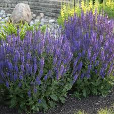 A jacaranda tree comes with stunning purple flowers and a sprawling canopy of shade. Top 10 Long Blooming Perennials Great Garden Plants