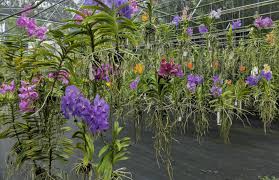 Maybe you would like to learn more about one of these? Sundance Orchids Fort Myers Florida Weekly