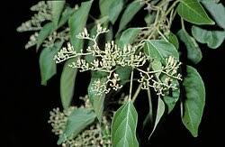 Image result for Premna schimperi