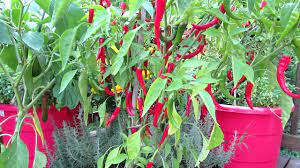 Check spelling or type a new query. Container Gardening The Cayenne Pepper Youtube