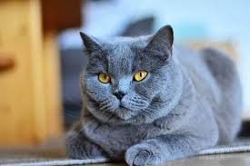 See more ideas about russian blue cat, russian blue, blue cats. A Fun Collection Of Facts About The Russian Blue Cat Breed Cole Marmalade