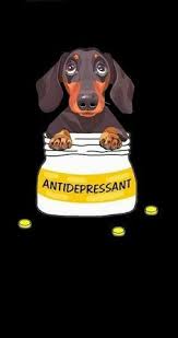 Untitled Dachshund Breed Dachshund Funny Dachshund