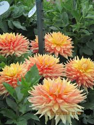 Jul 20, 2021 · london knights defenseman logan mailloux has asked teams not to select him in the 2021 nhl draft after blowback from a 2020 conviction in sweden for taking and circulating a photo of a woman. Dahlia Garden Master Gardener Association Of Tippecanoe County