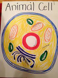 Its inner membrane is involved in protein synthesis. Pin By Jen Kim On Classical Conversations Ideas Animal Cell Cells Project Animal Cell Project