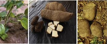 Image result for Dioscorea hirtiflora