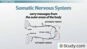 Somatic Nervous System Definition Function Example