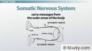 somatic nervous system definition function example