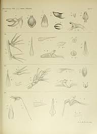 Image result for Dichilus