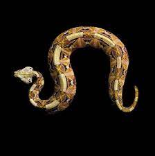 Snakes Glamour Shots Show Off Their Curves Discovermagazine Com Gaboon Viper Snake Wallpaper Viper Snake