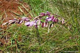 Image result for Sopubia angolensis