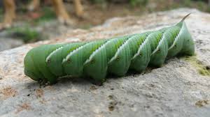 Black And Red Caterpillar With Horn Horn Worm Asparagus Vegetables Worms