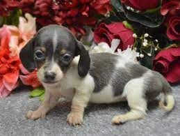 Chapel hills mall 1710 briargate blvd. Lulu Akc Blue Tan Female Mini Dachshund Puppy For Sale For Sale In Colorado Springs Colorado Classified Americanlisted Com
