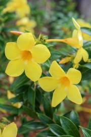 Image result for Allamanda schottii