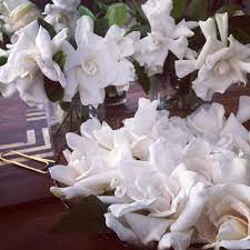 Although We Are Sold Out For Mother S Day Every Day Holds A Reason To Fall In Love Gardenias Nest Whiteflowers In Flower Delivery White Flowers Flowers