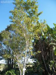 Image result for Combretum kraussii