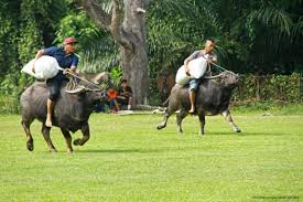 Photos, address, phone number, opening hours, and visitor feedback and photos on yandex.maps. Tamu Besar Kota Belud Hello Sabah