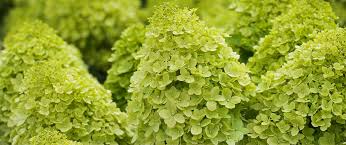 Before planting, loosen the top 6 to 8 inches of. How To Grow And Maintain Limelight Green Hydrangeas