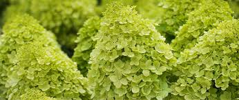 With so many hydrangea varieties and cultivars, only six types of hydrangeas are popularly grown in america. How To Grow And Maintain Limelight Green Hydrangeas