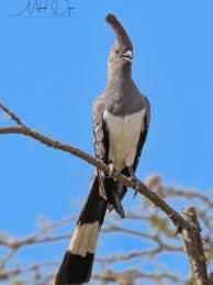 Image result for Parochetus africanus