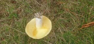 Image result for Suillus weaverae