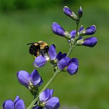 Image result for Baphia multiflora