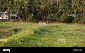 Vayal hi-res stock photography and images - Alamy
