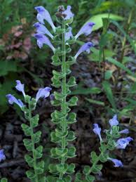Image result for Scutellaria schweinfurthii
