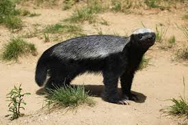 We did not find results for: Wolverine Vs Honey Badger Who Would Win Animals Comparison
