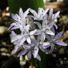 Image result for Scilla benguellensis