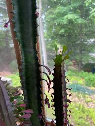 Image result for Euphorbia fortissima