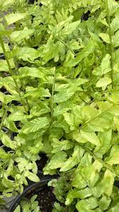 Country Colors Greenhouse