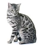 Bengal Cat Colors and Patterns Visual Guide