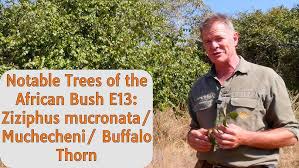 Image result for Dicerocaryum eriocarpum