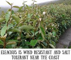 We did not find results for: The Best Evergreen Shrubs For Hedges In Coastal Gardens
