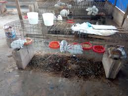 Starting this business is very easy, even the beginners can raise them. Requesting Steemians To Support Me With Sbd For My Rabbit Farm I Set Up With Steem Steemit