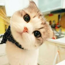 Related image of kucing maine coon paling comel. Gambar Kucing Paling Comel