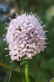 Image result for Mentha aquatica