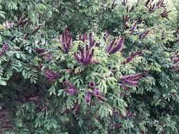 Image result for Indigofera filipes