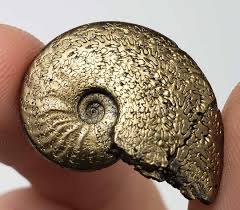 We did not find results for: Pyrite Fool S Gold