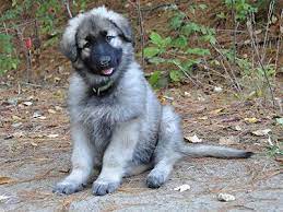 Shiloh Shepherd Puppy News Shiloh Shepherd Caucasian Shepherd Dog Shepherd Puppies