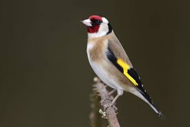 الحسون Goldfinch Stock Photos Photo