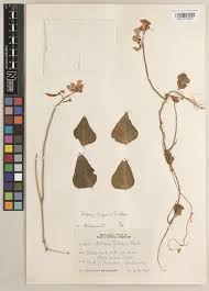 Image result for Physostigma mesoponticum