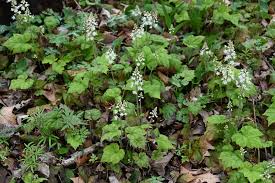 Image result for Faurea rubriflora