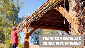 Image result for pruning grapes on a pergola