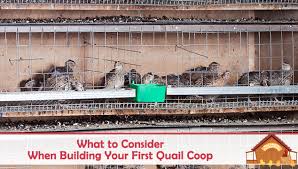 Diy blueberry ink from fresh or. What To Consider When Building Your First Quail Coop The Happy Chicken Coop