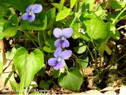 Roses Are Red And Violets Are Blue Or Are They? | BYGL